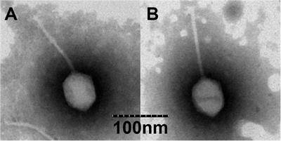 Isolation and Characterization of the Novel Phages vB_VpS_BA3 and vB_VpS_CA8 for Lysing Vibrio parahaemolyticus